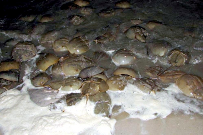 Horseshoe Crab