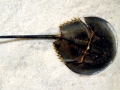 Horseshoe Crab