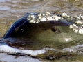Horseshoe Crab