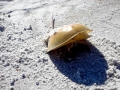 Horseshoe Crab