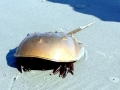 Horseshoe Crab