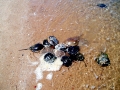 Horseshoe Crab