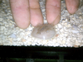 Horseshoe Crab Baby