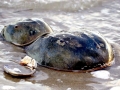 Horseshoe Crab