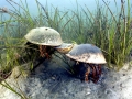 Horseshoe Crab