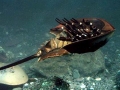 Horseshoe Crab