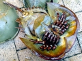 Horseshoe Crab