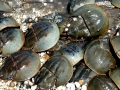 Horseshoe Crab