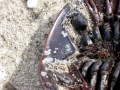 Horseshoe Crab
