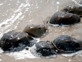 Horseshoe Crab