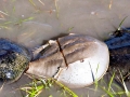 Horseshoe Crab