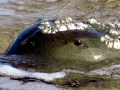 Horseshoe Crab