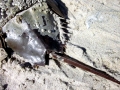 Horseshoe Crab