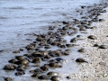 Horseshoe Crab
