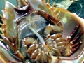 Horseshoe Crab