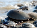 Horseshoe Crab