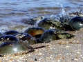 Horseshoe Crab