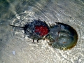 Horseshoe Crab