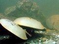 Horseshoe Crab