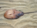 Horseshoe Crab