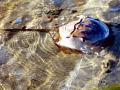 Horseshoe Crab