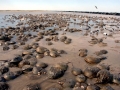 Horseshoe Crab