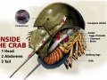 Horseshoe Crab