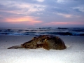 Horseshoe Crab