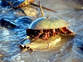 Horseshoe Crab