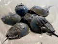Horseshoe Crab