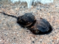 Horseshoe Crab