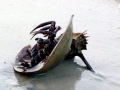 Horseshoe Crab