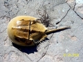 Horseshoe Crab
