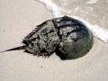 Horseshoe Crab