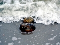 Horseshoe Crab