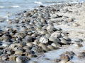 Horseshoe Crab