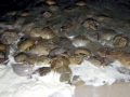 Horseshoe Crab