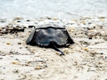 Horseshoe Crab