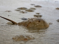 Horseshoe Crab