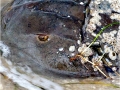 Horseshoe Crab