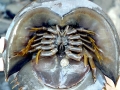 Horseshoe Crab