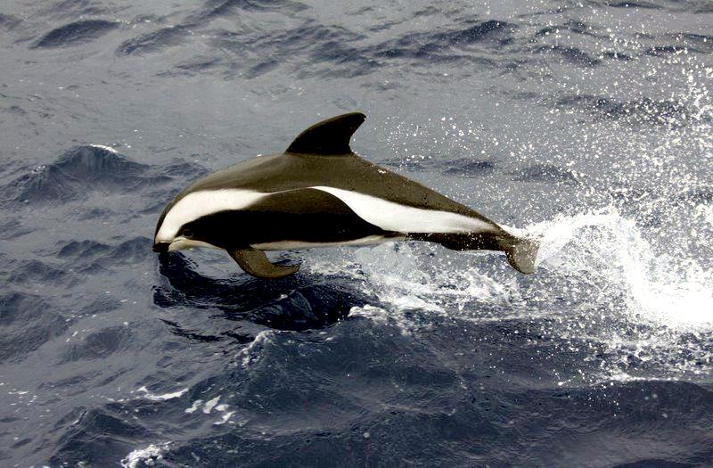 Hourglass Dolphin