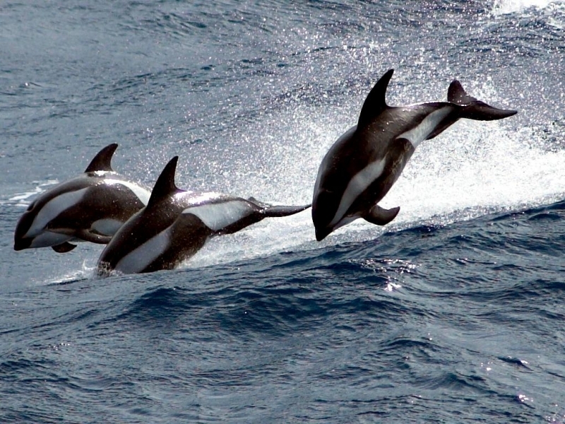 Index of /wp-content/gallery/hourglass-dolphins