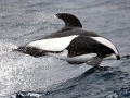 Hourglass Dolphin