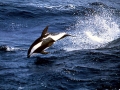 Hourglass Dolphin