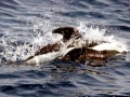 Hourglass Dolphin