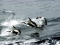Hourglass Dolphin