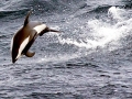 Hourglass Dolphin