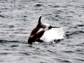 Hourglass Dolphin