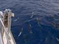 Hourglass Dolphin